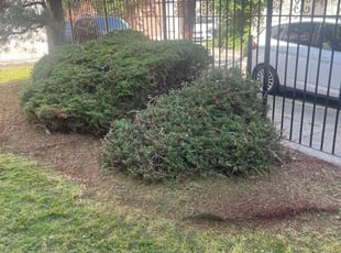 Bush Trimming by Darren Burch for Toure F. in Philadelphia, PA