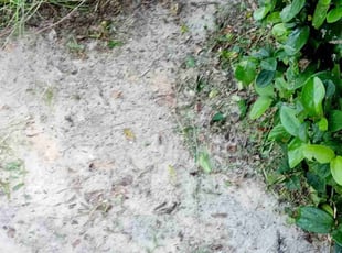 Weeding by James Stuckey for Austin B. in Ocoee, FL