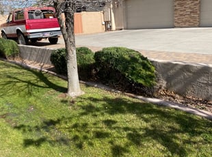 Bush Trimming by jimmy ruiz for Linda S. in Mesa, AZ
