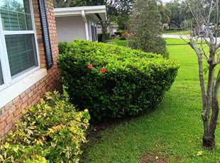Bush Trimming by Marlon Green for Richard D. in Orlando, FL