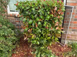 Bush Trimming by Alfredo Cisneros for Anjelica H. in Little Elm, TX