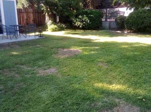 Cleanups by Brenden Henderson for Annie T. in Riverside, CA