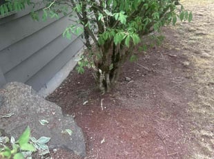 Cleanups by Richard Luiza Jr for Raniendu S. in Redmond, WA