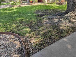 Leaf Removal by Justin Stagnar for Lane W. in Austin, TX