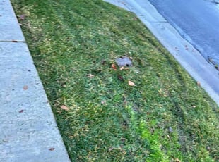 Michael W.'s Lawn Mowing Service service result