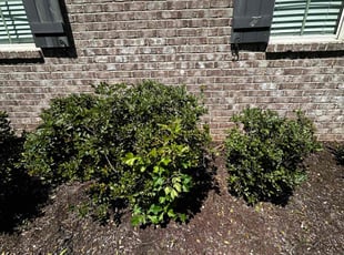 Bush Trimming by Oscar Alarcon for Allen S. in Gainesville, GA