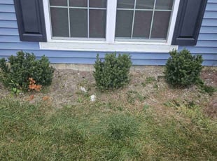 Bush Trimming by James Cole for Darrell G. in Indianapolis, IN