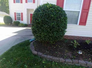 Bush Trimming by Lucas Davis for Tran T. in Kannapolis, NC