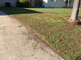 Leaf Removal by Jonathan Allen for Chanelle B. in Sacramento, CA