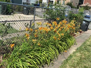 Weeding by Delvon Jones for Arlene P. in Washington, DC