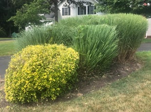 Bush Trimming by Jose Delgado for Sanyogita P. in Glen Allen, VA