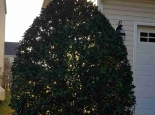Bush Trimming by James Steele for Sophia M. in Matthews, NC