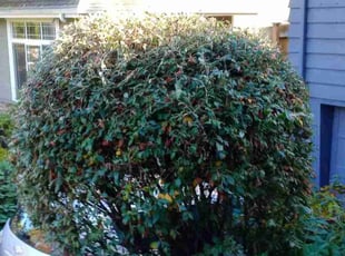 Tai M.'s Bush Trimming service result