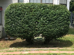 Bush Trimming by Sam Tanner for WitLee Y. in Dallas, NC