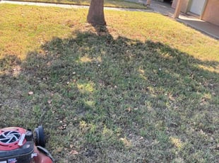 Jim F.'s Yard Cutting service result