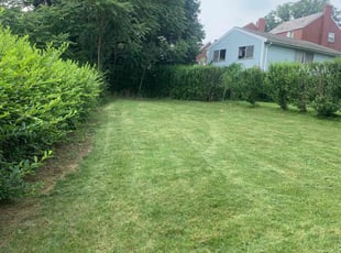 Cleanups by Levi Garland for Molly G. in Pittsburgh, PA