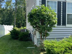 Bush Trimming by Mike Spoone for Ramond E. in Bryans Road, MD
