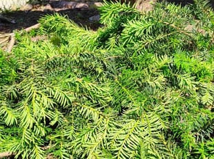 Landscaping by Manuel Nuñez for Laquetia A. in Chicago, IL