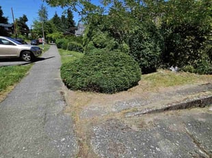 Bush Trimming by Nicholas Cortes for Lyneth W. in Seattle, WA
