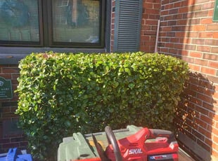 Bush Trimming by James Mckenzie for Flora F. in Washington, DC