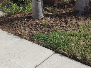 Leaf Removal by William Thayer for Barrett P. in Tampa, FL