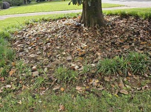 Weeding by Marie Torres for Sabrina G. in High Point, NC