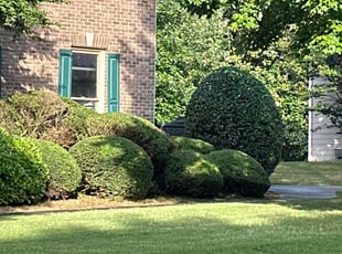 Bush Trimming by Courtland Davis for robert l. in Suwanee, GA