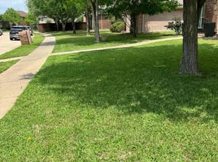 Daria W.'s Lawn Mowing service result