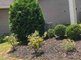 Bush Trimming by Denise Santana for Heather R. in Euharlee, GA