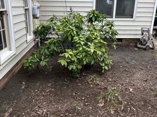 Leaf Removal by Kevin Moses for Hope G. in Richmond, VA