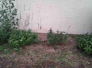 Weeding by Sam Pettit for Michael B. in Columbus, OH