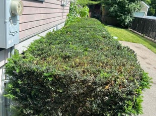 Bush Trimming by Jesner Milhomme for Kimberly W. in Boston, MA