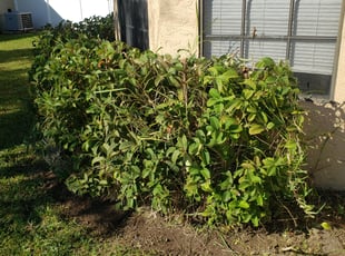 Bush Trimming by Leandro Lobo for Roberto M. in Orlando, FL