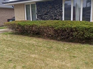 Bush Trimming by Maria Torres for Keith G. in Dolton, IL