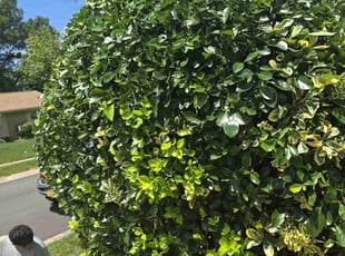 Bush Trimming by Yobani Benitez for Jean G. in Odenton, MD