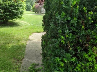 Bush Trimming by Adam Polce for Kashif A. in Hamden, CT