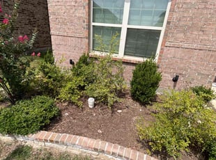 Weeding by Guadalupe Florez for Jennifer L. in Fort Worth, TX