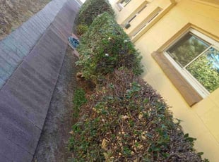 Bush Trimming by Wilfredo Nunez for Lesley M. in Sacramento, CA