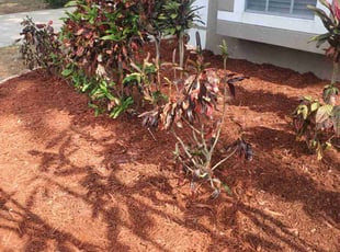 Mulching by Jeremy Wood for Anthony H. in Seffner, FL