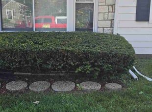 Bush Trimming by Robert Doedy for Nicole M. in Milwaukee, WI
