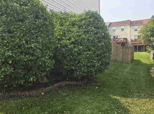 Bush Trimming by Billy Stone Jr for Colin W. in Nottingham, MD
