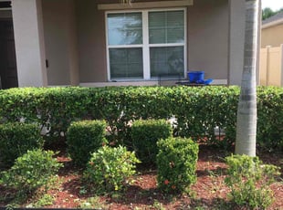 Bush Trimming by Mark Daley for Courtney S. in Palm Bay, FL