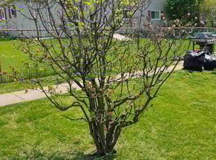 Bush Trimming by Erik Hurley for Jarrod K. in Washington, PA