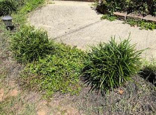 Cleanups by Fermin Garcia for Shomari S. in Rock Hill, SC