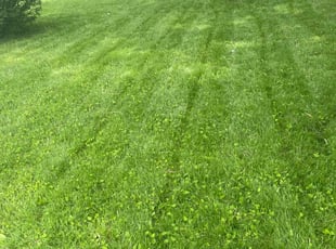 Shirley A.'s Lawn Mowing Service service result