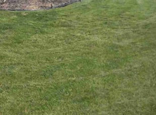 Kelly s.'s Grass Cutting service result
