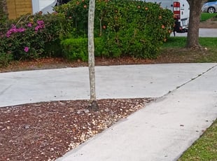 Bush Trimming by Michael Martino for Anita M. in Coconut Creek, FL