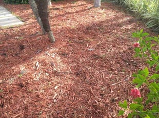 Weeding by Raoul louza for William R. in Lakeland, FL