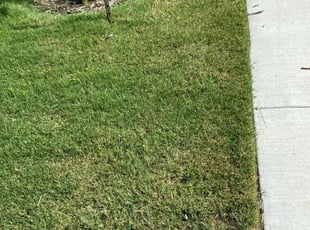 Sandy G.'s Grass Cutting service result