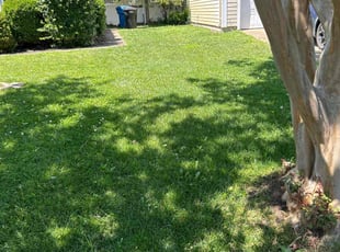 Avis Celeste J.'s Lawn Mowing service result